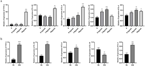 Figure 6 mRNA levels of pro/anti-inflammatory factors in vitro after different concentrations of MC-LR exposure for different times. (a) The changes of inflammatory factors with dose at 24 h of exposure. (b) The changes of inflammatory factors with time at 10 µg/mL of exposure. *p < 0.05, **p < 0.01, ***p < 0.001 and ****p < 0.0001 vs 6 h or 0 µg/mL.