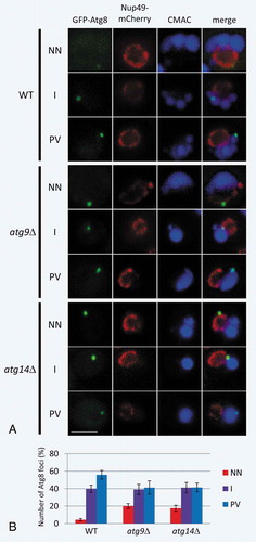 Figure 4. Live-cell imaging of GFP-Atg8 in WT, atg14∆, and atg9∆ cells. (A) Typical localization images of GFP-Atg8 in cells divided into 3 catogories. (B) Percentages are shown as the mean ± SD of 3 independent experiments. For NN, P < 0.005 (WT vs atg9∆); P < 0.05 (WT vs atg14∆). Cells were grown in YPD medium to mid-log phase and then shifted to SD-N medium for 3 h. NN; next to the nuclear membrane. I; intermediate area between nucleus and vacuole. PV; proximity to the vacuolar membrane. Scale bars: 500 nm.