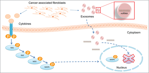 Figure 6. Summary. Role of CAF in MAPK induced ER repression.