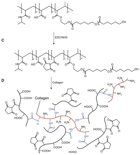 Scheme 2 Conjugation of N88-A4 copolymer with type I collagen.Abbreviations: EDC, 1-ethyl-3-(3-dimethyl-aminopropyl)-1-carbodiimide hydrochloride; NHS, N-hydroxysuccinimide.