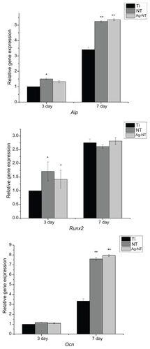 Figure 7 Quantitative real-time PCR analysis of the mRNA for alkaline phosphatase (Alp), runt-related transcription factor 2 (Runx2), and osteocalcin (Ocn) in osteoblast cells grown on different surfaces after 3 and 7 days of culturing.Notes: Values are the mean ± SD of three measurements; *P < 0.05; **P < 0.01.Abbreviations: PCR, polymerase chain reaction; SD, standard deviation.