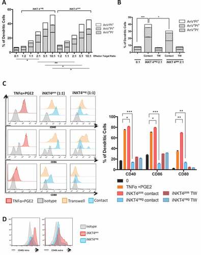 Figure 4. In vitro effects of human CD4+ and CD4− iNKT cell subsets on the maturation and survival of human monocyte-derived DCs