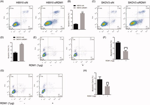 Figure 4. RDM1 negatively regulates cell apoptosis in human ovarian carcinoma cells. (A,C) Flow cytometry analysis of Annexin V-FITC and Propidium Iodide (PI) double-stained populations for apoptosis in H8910(A) or SKOV3(C) siRDM1/siN cells. (B,D) The statistic of apoptotic cells percentage to all cells were quantified based on three independent experiments of Figure 4(A) or 4(C). Data are expressed as mean ± SD (n = 3). *p < .05; ***p < .001. (E–H) Flow cytometry analysis of H8910 (E,F) and SKOV3 (G,H) cell apoptosis after overexpression of RDM1. Methods were same with (A–D).
