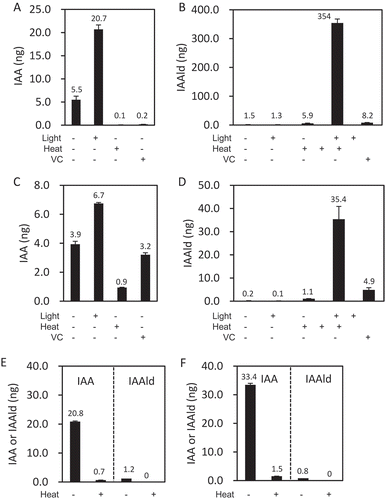 Figure 3. Availability of Trp and IAOx as substrates of BmIAO1. Effects of light, heat denaturation, and ascorbic acid (VC) on the conversion by pure BmIAO1 (A, B) and crude silk-gland extract (C, D) of Trp to IAA (A, C) or to IAAld (B, D) were examined. The conversion activities of pure BmIAO1 (E) and crude silk-gland extract (F) from IAOx to IAAld or IAA were examined.