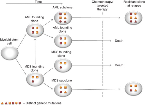 Figure 2. Model of AML and MDS mutational and clonal evolution and mechanism of resistance to therapy. Mutations with myeloid stem cell or myeloid progenitor cell occur and develop to AML or MDS phenotype is followed. Branching evolution occurs as progression mutation occurs and gives rise to subclones. These subclones can be resistance to chemotherapy or targeted therapy obtained, and at relapse the original subclone with mutation predicting for resistant to therapy will occur both in AML and MDS.