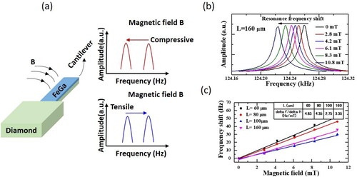 Figure 12. (a) Magnetic sensing principle for diamond MEMS integrated with a magnetostrictive thin film, (b) frequency spectra with external magnetic field, and (c) shift of the resonance frequency with external magnetic field [Citation131]. © 2019, Elsevier.