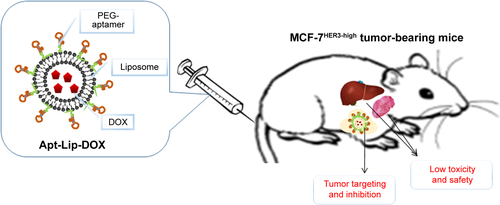 Figure S1 Reduced toxic side effects and enhanced therapeutic efficacy by targeted chemotherapy using ApDC.Abbreviations: ApDC, aptamer–drug conjugates; Apt, aptamer; DOX, doxorubicin; Lip, liposome.