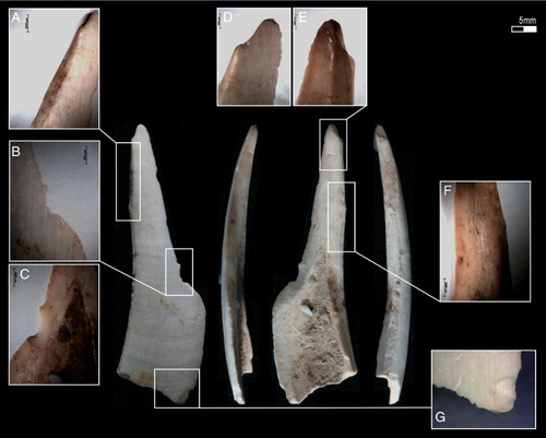 Figure 4. Artefact KC10 12706: worked cortical bone fragment: (A) facet with striations; (B-C) superior and inferior surface of flaked area; (D-E) distal tip with bevel fracture, chipping and rounding; (F) striations from working; (G) proximal tip with evidence of flaking. Magnification: A-C and F at 65x; D and E at 85x; G at 40x.