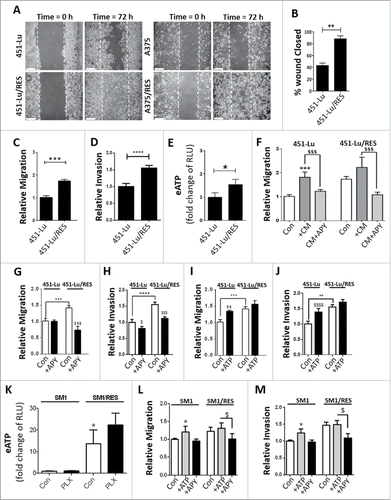 Figure 1. PLX-acquired resistance promotes migration, invasion and resistance in an eATP-dependent manner. The indicated isogenic cell models were assessed after a 72-h incubation by light microscopy-based scratch assays (A-B), transwell cell migration (C), invasion (D) and eATP (E). The capacity of 451-Lu/Res conditioned media (CM) to stimulate migration of the parental 451-Lu cells was assessed by transwell migration assays in the presence or absence of 2 U/ml apyrase (APY) (F). The ability of eATP to stimulate cell migration (G, I) or invasion (H, J) were monitored by transwell assays. Cells were exposed to either APY (G, H) or ATP (50 µM, I, J) and then monitored after 72 h. The SM1-based isogenic cell models were assessed for their eATP alone or following 72-h exposure to 10 µM PLX; RLU, relative luciferase units. (K). The effect of extracellular ATP modulation of migration (L) and invasion (M) of the SM1 isogenic cell lines was assessed 72 h post ATP or APY additions. Scale bars: 100 µm. All experiments are representative of 3 independent experiments and expressed as mean ± SD. */$ = P < 0.05, ** = P < 0.01, ***/$$$ = P < 0.001, **** P < 0.0001.