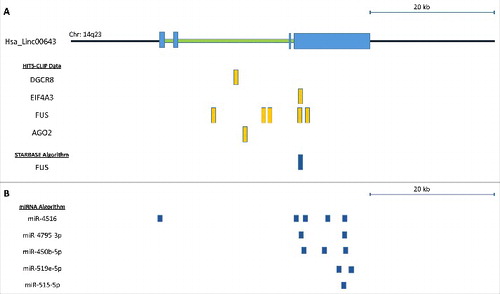 Figure 4. (A) In silico assessment of RNA binding proteins that interact with ERRLR01 as determined by HITS-CLIP experiments. StarBase 2.0 was used to confirm FUS binding to the ERRLR01 locus. To focus on the 3’ UTR-miRNA binding sites the ERRLR01 transcript is depicted from right (3’ end) to left (5’ end), and only includes the 3’ UTR through Exon 2. Orientation is depicted in this manner since ERRLR01 is transcribed in the anti-sense orientation (derived from the minus strand of the DNA). The ERRLR01 transcript is depicted in the 3’ to 5’ orientation, as it is transcribed in the anti-sense orientation (minus strand of the DNA).