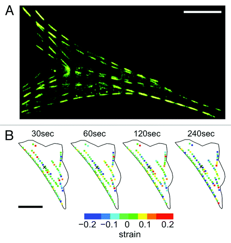 Figure 2. Quantifying strain dynamics in actin stress fibers. (A) Actin-EGFP stress fibers photobleached every 5 μm to create a segmented appearance (stress fibers do remain intact). As the stress fibers undergo stretch and contraction the segments will change length allowing the quantification of internal strain. (B) Strain dynamics taking place along stress fibers are heterogeneous and evolve in time. Negative strain values correspond to regions undergoing contraction and positive strain values correspond to regions undergoing stretch. Experimental details in reference Citation11. Figure adapted from reference Citation11. Scale bars in both (A) and (B) are 15 μm.
