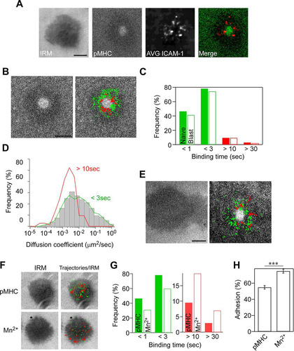 FIG 1 Single-molecule measurement of ICAM-1 binding to LFA-1. Naive OT-II T cells were incubated on supported planar lipid bilayers presenting ATTO-647N-labeled ICAM-1-GPI (300 molecules/μm2) and ovalbumin peptide (OVA323–339) complexed with I-Ab (200 molecules/μm2). Images were recorded at 30 frames/s using a TIRF microscope. (A) Representative images of interference reflection microscopy (IRM) and pMHC, averaged time-lapse images of ICAM-1 (6,000 frames) (AVG ICAM-1), and a merged image of pMHC (green) with averaged ICAM-1 (red). Scale bar, 2.5 μm. (B) Trajectories of individual bound ICAM-1 spots in IS of naive OT-II T cells on lipid bilayers presenting pMHC. Trajectories with a lifetime of more than 0.5 s (green) and 10 s (red) are shown. Scale bar, 2.5 μm. (C) Lifetime profiles of ICAM-1 binding obtained from naive OT-II T cells (closed bar) and OT-II T cell blasts (open bar). The calculated two-way chi-square P value was 0.723. (D) Profiles of diffusion coefficients (D) of trajectories for bound ICAM-1 with lifetimes of less than 3 s (low-intermediate) and longer than 10 s (high). Gray bars indicate D of all trajectories. Data from 842 individual trajectories of at least 15 synapses are shown. The difference between D of high and low-intermediate is statistically significant (P < 0.0001 by Mann-Whitney test). (E) Trajectories of individual ICAM-1 spots in IS of OT-II T cell blasts as described for panel B. (F to H) The effect of Mn2+ versus pMHC on single-molecule LFA-1–ICAM-1 interactions. (F) Images of IRM alone and merged IRM plus trajectories of LFA-1-bound ICAM-1 with lifetimes of more than 0.5 s (green) and 10 s (red). (G) Lifetime of ICAM-1 binding with (closed bar) or without (open bar) 1 mM Mn2+. (H) Comparison of the attachment frequency with or without Mn2+. Percentages of attached cells were calculated based on the IRM images for multiple fields (***, P < 0.0001 by Mann-Whitney test).
