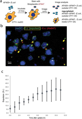 Figure 6. Confocal microscopy-based dynamic analysis of E. coli expulsion.