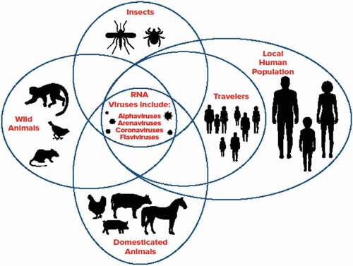 Figure 1. Example RNA viruses are at the focal point of animal, human, and vector interactions in South America. Illustration used with permission from Penn State University