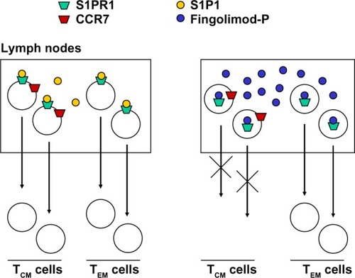 Figure 5 Fingolimod inhibits the egress of TCM cells from lymph nodes without affecting the egress of TEM cells. TEM cells do not express CCR7 receptors.