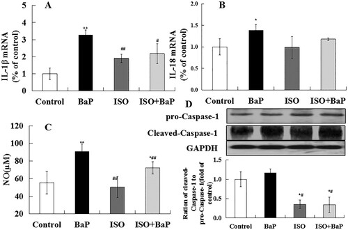 Figure 10. Effects of ISO on the pyroptotic injury of liver in mice exposed to BaP. The mRNA levels of IL-1β (A) and IL-18 (B), the level of NO (C) and the proteins expression of pro-Caspase-1, Cleaved-Caspase-1, the ration of Cleaved-Caspase-1 to pro-Caspase-1(D), **p < 0.01 and *p < 0.05, as compared with the control group, ##p < 0.01 and #p < 0.05, as compared with BaP group.
