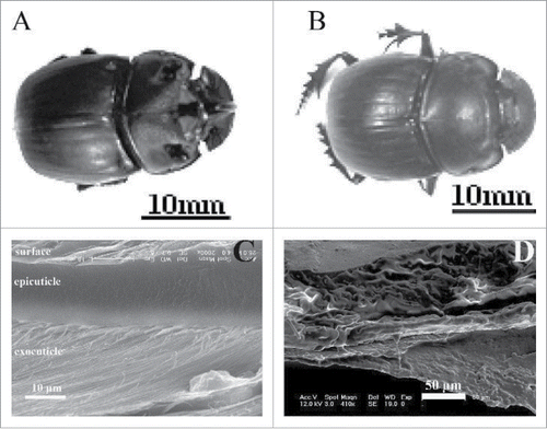 Figure 1. Dung beetle (Copris ochus Motschulsky) digital photo: (A) male and (B) female. (C) and (D) The fracture microstructures of cross section of dry and in-situ specimens of beetle elytra, respectively.