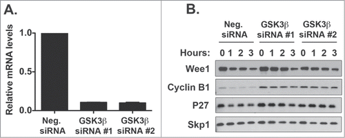 Figure 3. GSK3β Knockdown reduces Wee1 turnover. HeLa cells were transfected with GSK3β (A) siRNA and the extent of degradation determined after a cycloheximide degradation assay. Protein levels of Wee1 and cell cycle markers such as CyclinB1 and p27kip1 were assessed by Western blot and compared to the SKP1 loading control (B). mRNA knockdown was assessed by RT-PCR. This represents the average of 3 independent experiments plus the standard deviation of the mean. For protein levels, one representative Western blot is shown.