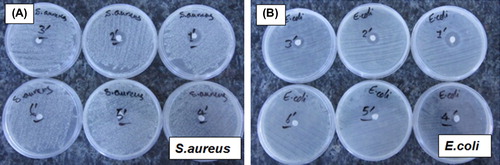 Figure 4. Representative optical photographs showing the results obtained in a “disk diffusion assay”. (A) for S. aureus and (B) for E. coli. The plates numbered from 1 to 5 contain nonwoven cotton-based fabrics loaded with different amounts of AgNPs. The Plate #6 carries only the PCF fabric without any AgNPs loading.
