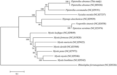 Figure 1. The phylogenetic relationship of P. abramus and its allied species inferred from maximum-likelihood analysis based on mitogenome sequences. The ML tree was generated using the GTR + G + I model, and the robustness of the tree was tested with 1000 bootstrap. The numbers on the branches indicate bootstrap values.