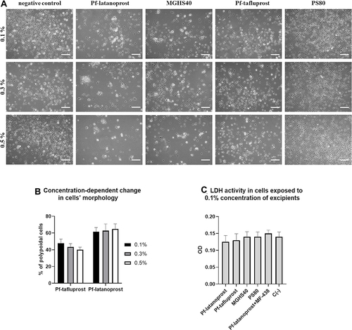 Figure 2 The concentration assays. (A) The impact of applied excipients on human peripheral blood monocytes counts and shape after 3 days of culture. The cell shape change from round to polypoidal was observed, especially in pf-latanoprost and MGHS40-treated cells, when compared with pf-tafluprost- and PS80-treated cells. Scale bar = 50 µm. (B) The percentage of polypoidal cells in culture on day 3. Cell count was performed using ImageJ software from five visual fields of each well under 20× magnification (AxioVert, Zeiss, Germany). Small cells with round shapes were recognized as monocytes, and large, elongated, ameboid or spindled cells with processes and intracellular granules were recognized as macrophages. An increase in pf-latanoprost concentration stimulated transformation into polypoidal cells, while an increase in pf-tafluprost concentration decreased this phenomenon. (C) The LDH cytotoxicity assay performed in medium after 3 days of culture exposed to 0.1% concentrations of excipients (p>0.05, ANOVA).