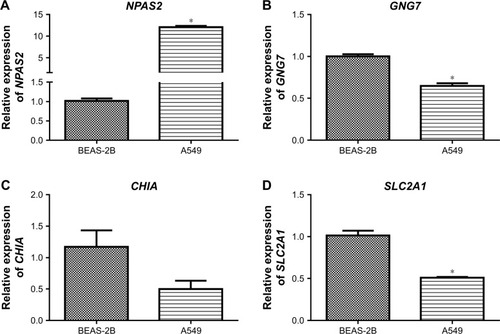 Figure 4 qRT-PCR validation of the expression of NPAS2 (A), GNG7 (B), CHIA (C), and SLC2A1 (D) in the human non-small-cell lung cancer cell line A549 compared with those in the human normal bronchial epithelial cell line BEAS-2B. *P-value<0.05.