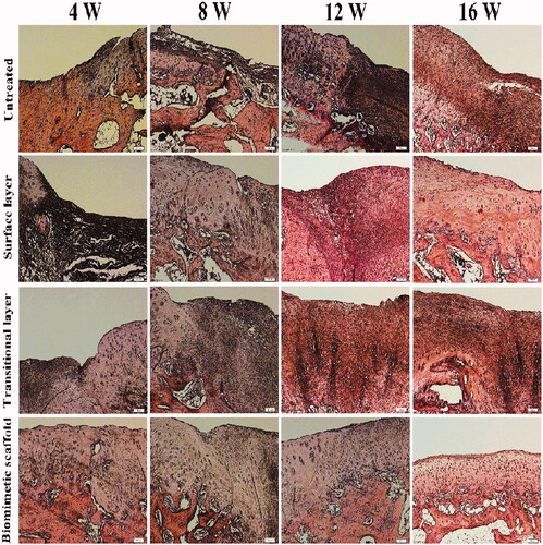 Figure 7. HE staining result of the defect at 4, 8, 12 and 16 weeks after operation.