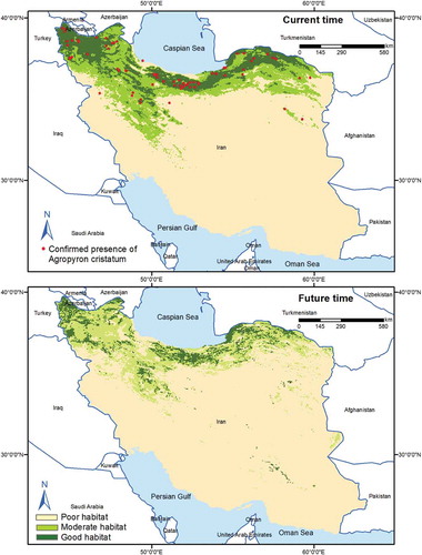 Figure 5. Habitat suitability map for F. arundinacea in the current and future time using RF model under current and future condition (BCC-CSM1-1, RCP45 scenario)