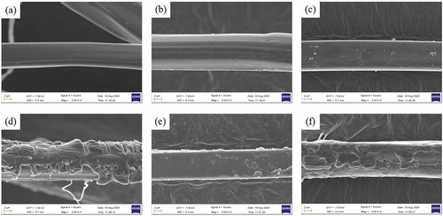 Figure 4. SEM images of silk fibers. Color-fixing-untreated fibers (a – c) and fibers treated with gum rosin (d – f). (a) color-fixing-untreated silk fabric treated with C. speciosa in the pre-mordanting method; (b) color-fixing-untreated silk fabric treated with rare earth in the simultaneous mordanting method; (c) color-fixing-untreated silk fabric treated with mineral salt in the post-mordanting method; (d) color-fixing-treated silk fabric treated with C. speciosa in the pre-mordanting method; (e) color-fixing-treated silk fabric treated with rare earth in the simultaneous mordanting method; (f) color-fixing-treated silk fabric treated with mineral salt in the post-mordanting method.