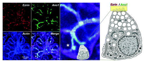 Figure 3. Flow diagram of the strategy to generate an in vivo membrane protein interactome using SILAC mass spectrometry. See text for details and Perez-Cornejo et al. (2012).Citation1