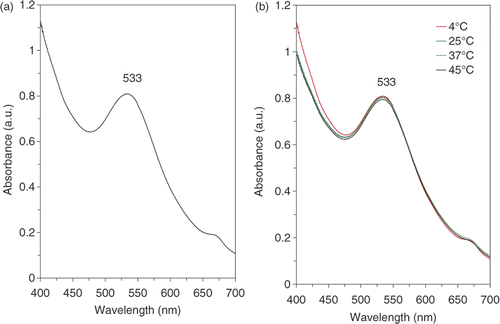 Figure 1. UV-visible spectra of gold colloids: spectra recorded after the methanol extract of E. camaldulensis (10 mL) was added to 90 mL of the chloroauric acid solution (1 mM). The curves are recorded after periods of 15 min (a) and 8 weeks (b).