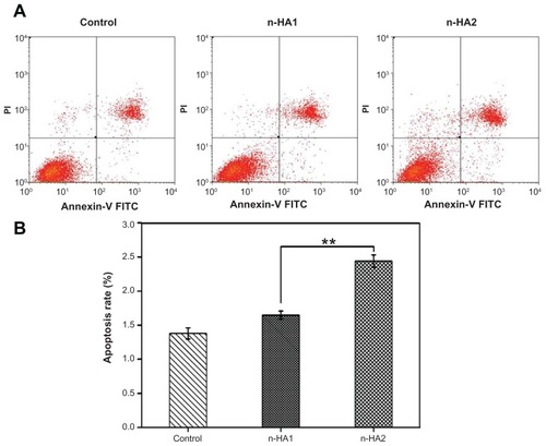 Figure 7 Flow cytometric analyses of MG-63 cells apoptosis after treatment with n-HA1 and n-HA2 for 5 days. (A) Typical figures for flow cytometric analyses of apoptotic cells (x-axis, Annexin V-FITC) versus (y-axis, propidium iodide fluorescence). (B) Percentages of apoptotic cells. The percentage of cells was calculated using Summit 5.0 software.Notes: Data are presented as the mean ± standard deviation of three separate experiments (n = 4). **P < 0.01.Abbreviations: Annexin-V FITC, Annexin-V fluorescein isothiocyanate; n-HA, nanohydroxyapatite.