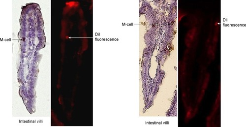 Figure 6 Histochemistry of intestinal sections.Note: UEA-1 staining for M-cells and DiI fluorescence in the intestinal villi sections (20×), obtained from mice following oral gavage with SMA-DiI for 4 hours.Abbreviations: DiI, dioctadecyl-3,3,3′,3′-tetramethylindocarbocyanine perchlorate; M-cell, microfold cell; SMA, styrene maleic acid; UEA-1, biotin conjugated lectin from Ulex europaeus agglutinin.