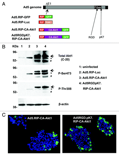Figure 1. Generation and verification of CA-Akt1 gene delivery vectors. (A) Diagram of the vectors used in this study. Luc, firefly luciferase; RIP, Rat Insulin Promoter. GFP was fused to CA-Akt1 at its C-terminal end. The infectivity-enhanced vector contained two targeting motifs, RGD and pK7, in the capsid protein fiber. All transgenes were incorporated into the deleted E1 (ΔE1) region of Ad5-based vectors. (B) western blotting analysis confirmed CA-Akt1 gene delivery in human islets in vitro. Anti-β-actin staining was included to indicate equal sample loading. C-20 detected total Akt expression, and P-Ser473 and P-Thr308 detected phosphorylated Akt at corresponding sites. The arrow marks CA-Akt1 that was fused to GFP, and the asterisk (*) marks endogenous Akt. The lower bands (# marked) appear to be degraded fusion protein since they were only detected in Ad5.RIP-CA-Akt1 and Ad5RGDpK7.RIP-CA-Akt1 infected islets. (C) Immunofluorescence staining showing CA-Akt1 expression in islet cells. The human islets infected with CA-Akt1 expressing vectors were stained with anti-GFP antibody, followed by corresponding FITC-conjugated secondary antibody.