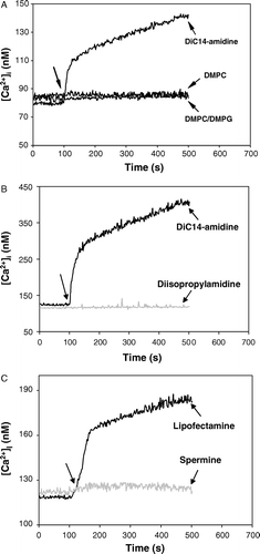 Figure 6.  (A) Comparison of [Ca2 + ]i increase induced by neutral and negatively charged liposomes in K562 cells. Cells (1×106 cells/ml) resuspended in D-PBS medium at 1 mg/ml glucose in the presence of 1 mM Ca2 +  were loaded with Fluo-3-AM for 30 min at 37°C. DiC14-amidine (positive), DMPC (neutral) and DMPC/DMPG 1:3 (negative) liposomes were added (arrow) at a 37 µM concentration. (B) and (C) Effect of diC14-amidine, lipofectamine and the corresponding headgroups N-t-butyl-N′-isopropyl-3-isopropylaminopropionamidine (diisopropylamidine) and spermine respectively on [Ca2 + ]i increase in K562 cells. Cells (1×106 cells/ml) resuspended in D-PBS medium at 1 mg/ml glucose in the presence of 1 mM Ca2 +  were loaded with Fluo-3-AM for 30 min at 37°C. DiC14-amidine, lipofectamine, diisopropylamidine, and spermine were added (arrow) at a 37 µM concentration. Intracellular Ca2 +  concentration changes were measured at 37°C using fluorescence spectroscopy as described in Materials and Methods. The same experiments were repeated three times and showed identical results.