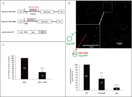 Figure 3. Impact of CRM1 pathway on packaging of viral reporter RNA. (A) Schematic representation of the plasmids used in microscopy experiments of panel b. Reporter-MS2 plasmids express a viral MS2-tagged RNA reporter harbouring wild-type (WT) or deleted (∆Psi) MLV packaging signal. Cy3-labelled probes used in sm-FISH which interact specifically with MS2 stem loops, are shown. MLV splice donor and acceptor sites (SD and SA, respectively) are drawn. MLV Gag proteins fused to GFP are expressed in trans by the pCAG-GAG-GFP vector. (B) Representative image of virus sample obtained by sm-FISH. Bottom left image corresponds to zoom in area of the image (white square). Gag with RNA corresponds to red-green dots colocalization. The graph shows the calculated ratios of colocalized red-green dots/total green dots. Percentages are presented as mean ± SEM and the significance of differences was assessed using an unpaired student’s t-test (****P ≤ 0.0001 and ***P ≤ 0.001). More than 1500 viral like-particles were analysed per condition. (C) Effects of LMB on the packaging of native FL RNA in infectious context. Chronically infected NIH 3T3 cells were treated or not with LMB and RNA analyses conducted by RT-qPCR as described in materials and methods. The packaging efficiency was calculated as the ratio of cellular FL RNA copies/FL RNA copies in virus. Percentages are presented as mean ± SEM and the significance of differences with control (MLV WT) was assessed using an unpaired student’s t-test (****P ≤ 0.0001).
