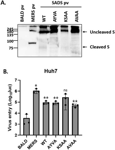 Figure 4. SADS-CoV S cleavage by furin is not required for viral entry. (A) S proteins in pseudotyped viruses (pv) were examined by western blotting. BALD pv indicates pseudotyped viruses lacking S proteins. (B) Huh7 cells were transduced with the indicated pseudotyped viruses. After 48 h, viral entry was quantified by measuring luciferase levels. Statistical significance was assessed by Student’s t test. *P < 0.05; **P < 0.01; ***P < 0.001; ns, not significant.