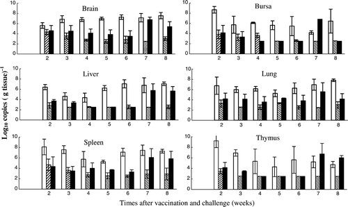 Figure 4.  Comparison of total viral loads in the organs of chickens vaccinated with Rispens at day 1(Display full size), chickens unvaccinated and challenged with MPF57 at day 8 (□), and chickens vaccinated with Rispens at day 1 and challenged with MPF57 at day 8 (▪).