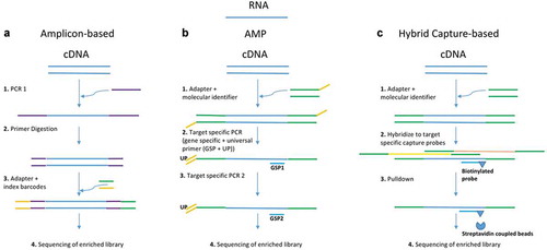 Figure 1. Schematic principles of library preparation workflows for amplicon-based (a), anchored multiplex PCR-based (b) and hybrid capture-based (c) targeted RNA-seq methods
