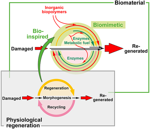 Figure 14 A suitable biomaterial is formed enzymatically and drives the expression of genes encoding for enzymes in the surrounding tissue. During regeneration, the structural proteins and the newly developed cells require metabolic energy for functional arrangement and positioning.