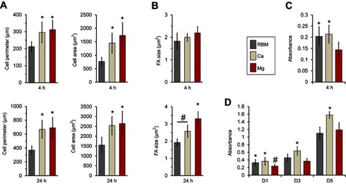 Figure 8 (A) Quantitative measurements of the cell area and perimeter of the spread mesenchymal stem cells (MSCs) on the investigated surfaces at 4 and 24 hrs of incubation. *P<0.05 compared with the RBM surface. (B) Quantitative measurements of size of focal adhesions in the spread MSCs on the investigated surfaces at 4 and 24 hrs of incubation. *P<0.05 compared with the other surface; #P<0.05 between the two surfaces. (C) Early cell attachment expressed by absorbance value (at 4 hrs). *P<0.05 compared with the RBM surface. (D) Cell proliferation (at 1, 3 and 5 days) expressed by the absorbance value. *P<0.05 compared with the other surface; #P<0.05 compared to the Mg surface. Values are the mean ± SD of three independent experiments.