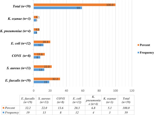 Figure 2 Distribution of bacteria isolated from aerobic vaginitis cases among women attending at Gondar town health facilities, northwest Ethiopia, February 1 to May 31, 2019.