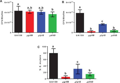 Figure 2. Microbial population recovered from the animals at the end of the caries study. The total cultivable microbiota (a) and S. mutans strains (b) derived from rats infected by parental strain UA159 and deletion strains ΔgtfB, ΔlytS and ΔdltD. (c) The percentage of S. mutans (%) in the total cultivable microbiota. Bars with the same letters indicate no statistical difference between the different strains in each graph (p > 0.05; one-way ANOVA, followed by Tukey’s test). The data represented are the means, and the error bars correspond to the standard deviation (n = 14 per group).