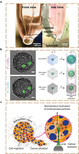 Figure 5. Probing spheroids from within. a) Cavitation rheology, where a 30 µm needle is inserted into a spheroid to induce a cavity. b) Hydrogel mechanosensors, which can either be osmotically compressed (left, scale bar: 20 µm) or are thermoresponsive (right). Their final change in volume is determined by the elasticity of the surrounding tissue. c) Schematic of a spheroid embedded in ECM, where the cytoplasmic mechanics of the periphery cells are determined using optical tweezers pulling on endocytosed particles. (a) is reprinted and adapted from [Citation50], licensed under CC BY 4.0; (b) is reprinted and adapted, the left half from [Citation113] and the right half from [Citation112], both licensed under CC BY 4.0; (c) is reprinted and adapted by permission from Springer Nature: Springer Nature Physics [Citation124], Copyright 2020