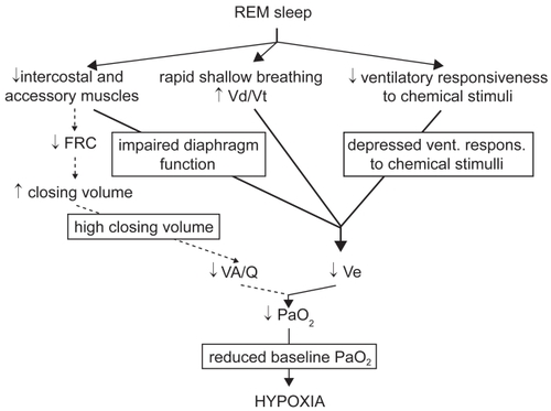 Figure 2 Mechanisms leading to appearance or worsening of hypoxemia during REM sleep in COPD.