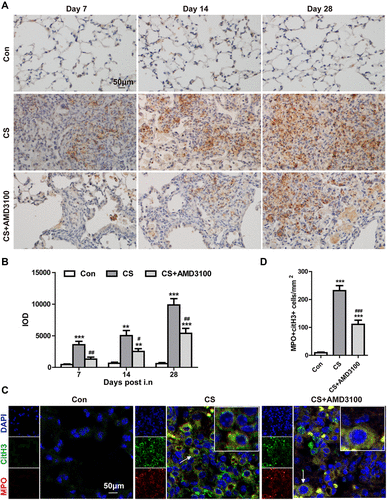 Figure 4 CXCR4 blocking alleviated MPO expression and NET formation in the lung of silicosis mice. (A and B) Immunohistochemical analysis of MPO staining was performed in the lung after CS exposure on days 7.14, and 28. Representative images and quantitative analysis of MPO were shown. (C and D) Representative double-staining immunofluorescence images showing NETs, defined as colocalized MPO (Red) and citH3 (Green) in the lung after CS-challenged at 28 days. Quantitative analysis of MPO+citH3+ cells/area (mm2) in the lung tissue was shown. White arrows indicate the NETs. N=4 per group. IOD: integrated optical density. Scale bar: 50 μm (A and C). **p < 0.01, ***p < 0.001 vs the control group. #P < 0.05, ##p < 0.01, ###p < 0.001 vs the CS group.