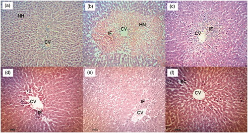 Figure 1. (a) Normal liver tissue, b) PCM intoxicated liver tissue (negative control) showed large area of haemorrhagic necrosis around centrilobular region, and inflammatory cell infiltration at the centre of the necrotic foci, c) Effect of 200 mg/kg silymarin pre-treatment on PCM intoxicated liver tissue showing preservation of normal hepatocytes, d) Effect of 50 mg/kg EADL pre-treatment on PCM intoxicated liver tissue showing mild sinusoidal congestion and cellular swelling, e) Effect of 250 mg/kg EADL pre-treatment on PCM intoxicated liver tissue showing moderate haemorrhagic necrosis in centrilobular region and presence of inflammatory infiltrate, f) Effect of 500 mg/kg EADL pre-treatment on PCM intoxicated liver tissue showing mild inflammatory infiltrate and mild cellular swelling. (H&E staining, 100x magnification). CV) Central vein. IF) Inflammatory infiltrate. HN) Haemorrhagic necrosis. SC) Sinusoidal congestion.