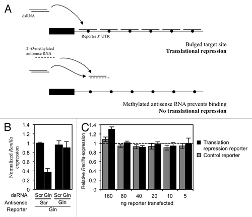 Figure 3. tRF(Gln) does not repress translation of a reporter construct with bulged target sites in the 3′ UTR. (A) Experimental design. HeLa cells were transfected with a reporter plasmid containing six bulged tRF(Gln) target sites, which is predicted to be sensitive to miRNA-like translational repression. In control experiments, a methylated antisense RNA was co-transfected to prevent small RNAs from binding the target sites. The bulge is represented as a filled circle. (B) The translation reporter was co-transfected into HeLa cells with either a scrambled dsRNA (Scr) or a mimic of tRF(Gln) (Gln), and also the indicated antisense RNA. (C) To assay the activity of endogenous molecules, the indicated amounts of a reporter plasmid containing six bulged miRNA-like sites for tRF(Gln) was transfected into HeLa cells (black bars). Renilla expression was assayed separately in the presence of a co-transfected scrambled antisense RNA, and with an antisense RNA containing the reverse complement of tRF(Gln). The relative Renilla expression was calculated as the normalized expression obtained with the scrambled antisense RNA, divided by that obtained with the Gln antisense RNA (see Materials and Methods), such that a value of 1 indicates no tRF(Gln)-dependent repression (dashed line). The same experiment was performed with a control reporter containing a seed mismatch (gray bars). Results shown are the mean of three independent experiments, and error bars represent standard deviations.