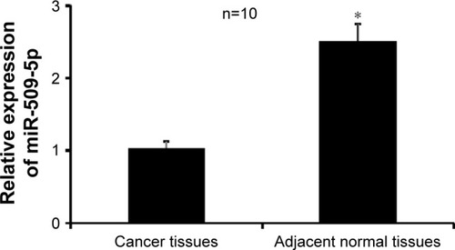 Figure 1 Real-time quantitative reverse transcription polymerase chain reaction was performed to examine the expression of miR-509-5p in pancreatic cancer tissues and noncancerous adjacent tissues (n=10).