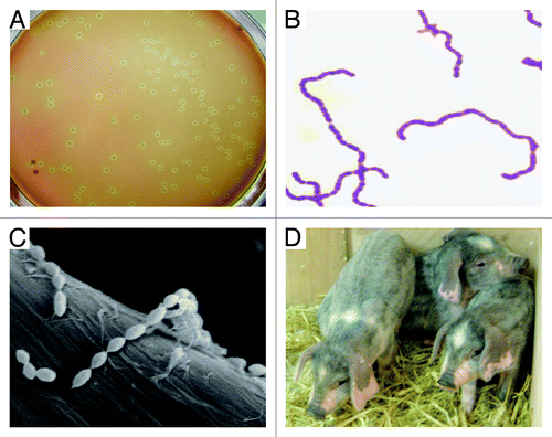 Figure 3. Characterization of S. suis and its natural host piglets. (A) Colony phenotype of S. suis serotype 2 grown on THB plate with 5% sheep blood. (B) Gram staining analyses of S. suis serotype 2 grown in liquid THB media. It was adapted from reference Citation18 with permission. (C) Scanning electronic microscopic analyses of S. suis serotype 2 collected from overnight culture in THB media. (D) Phenotypic characterization of the reservoir of S. suis serotype 2, piglets maintained in backyard.